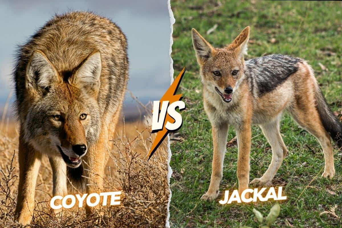 Jackal and Coyote fight: Who would win?