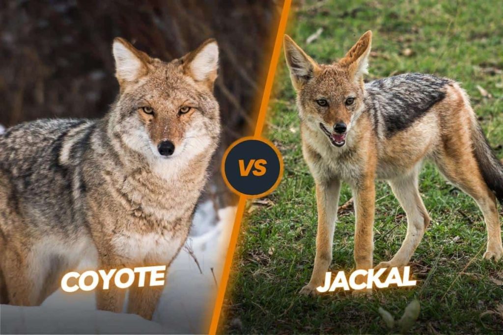 Jackal vs Coyote Difference