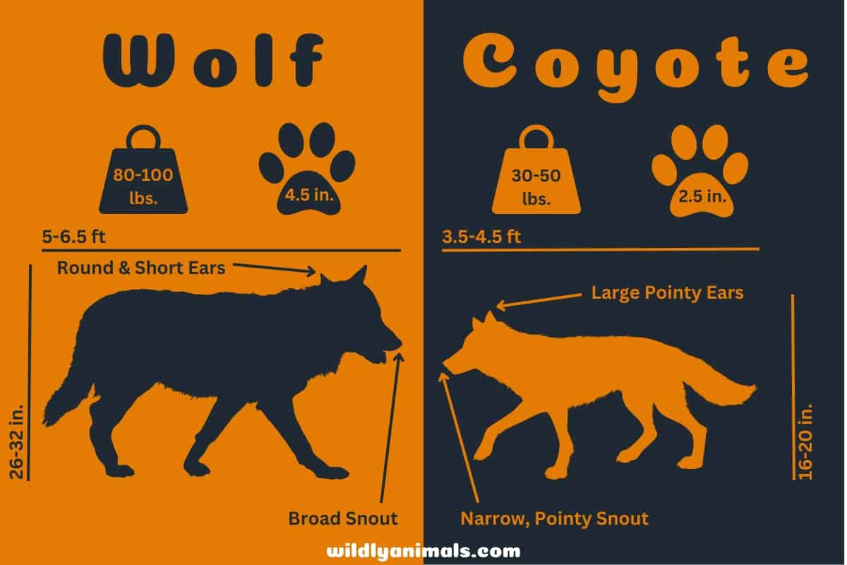 Key differences between coyote vs wolf - infographics