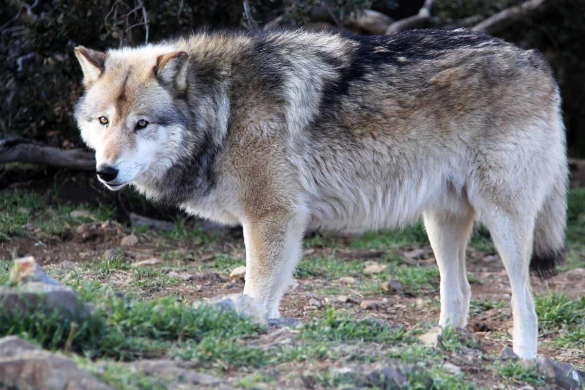 The lifespan of the wolf and coyote is almost the same.