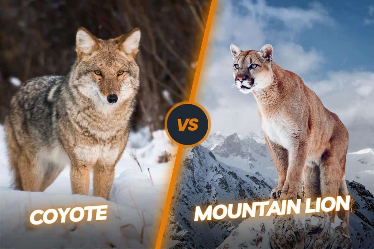 Mountain Lion vs Coyote Differences
