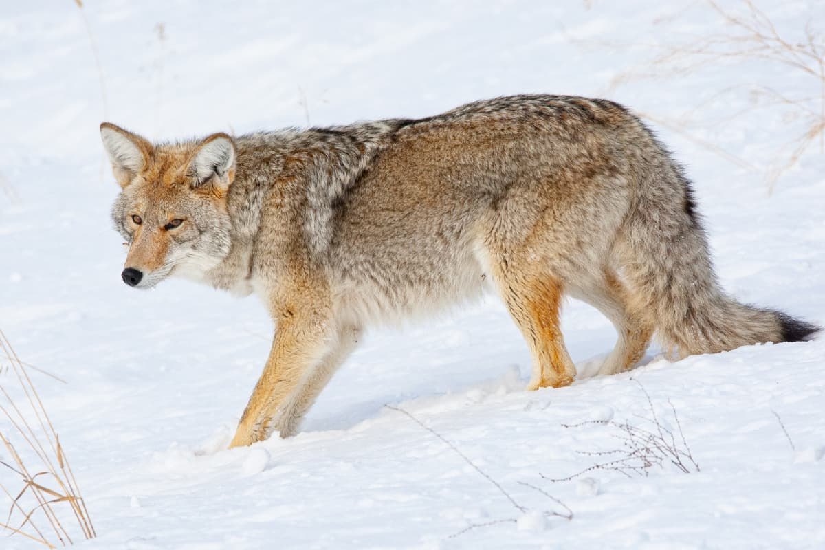 Northern coyote in snow