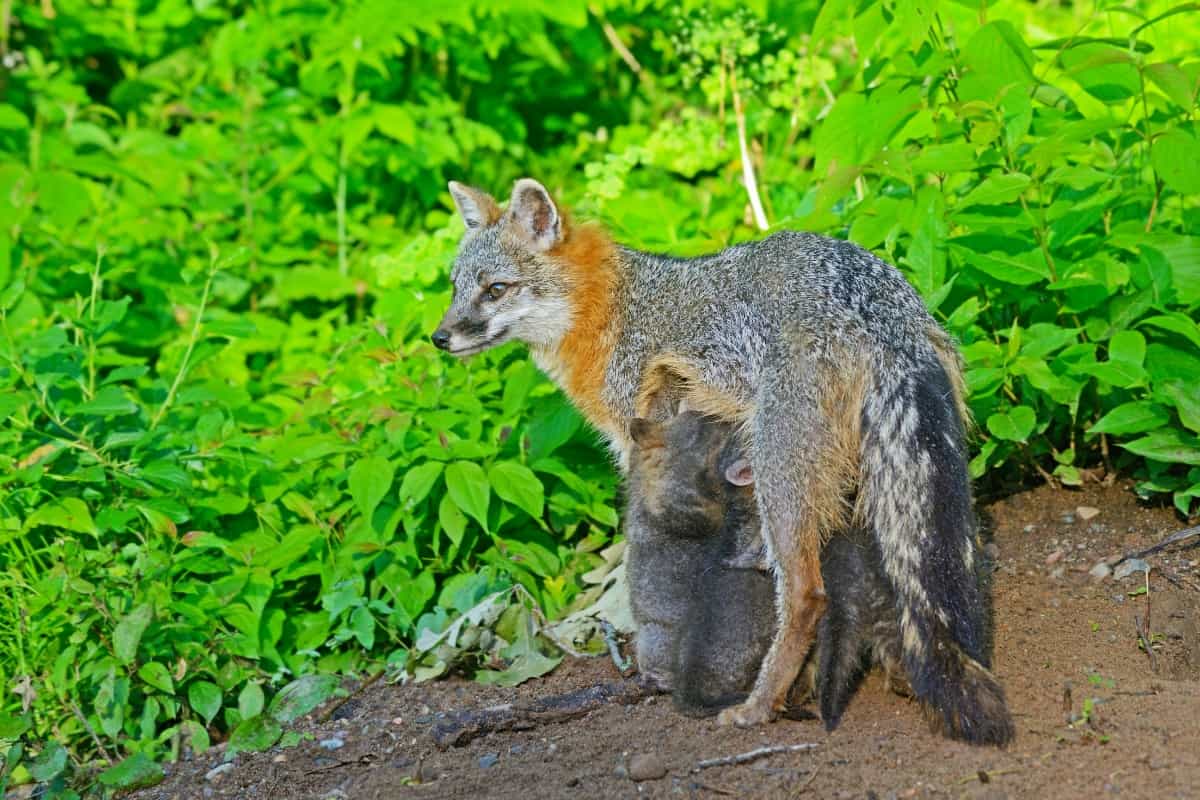 Gray foxes are among the other canines that can climb trees.