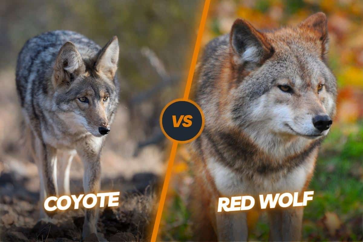 Red Wolf Vs Coyote Differences - Do They Produce Hybrids?