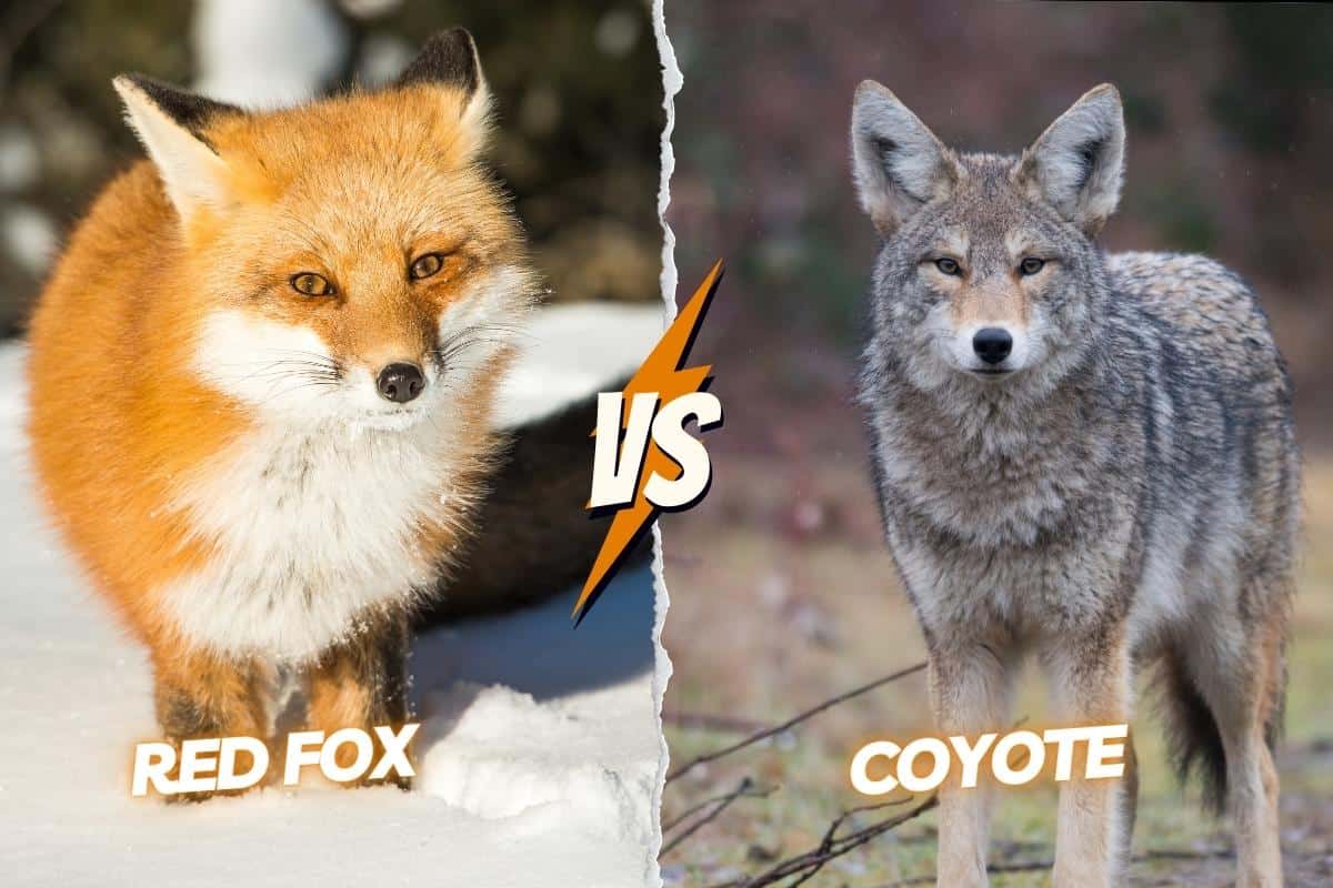 Red fox vs coyote