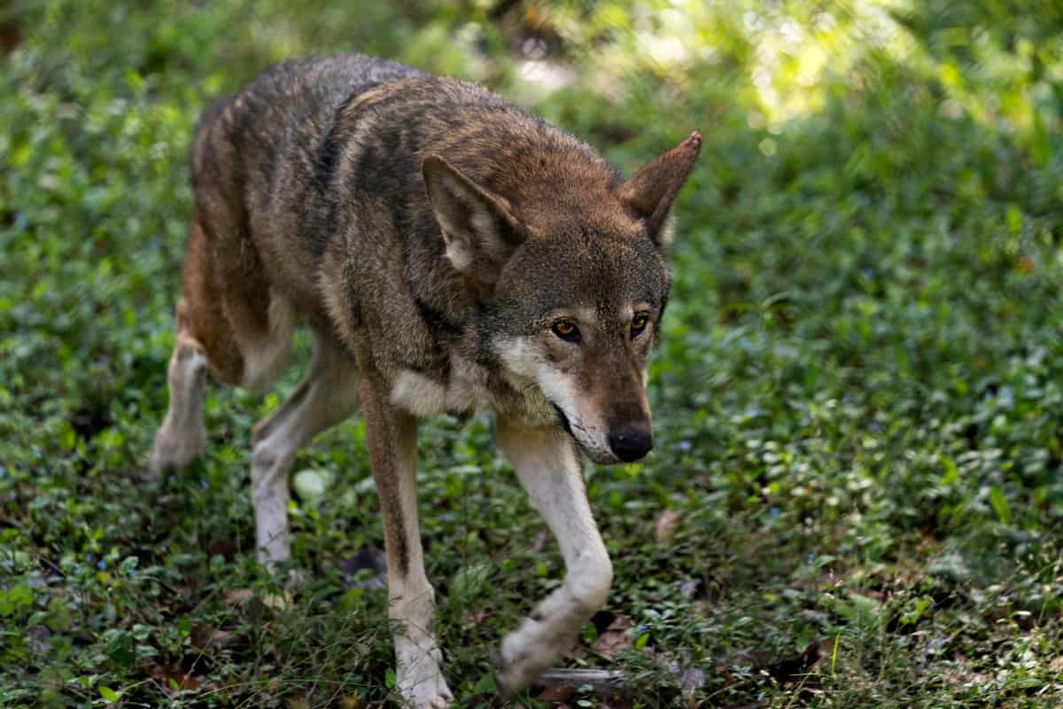 Red wolves are critically endangered species