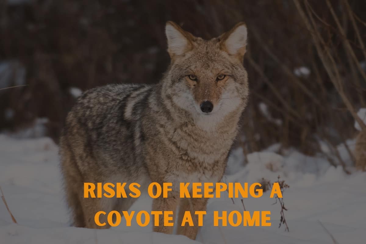 Risks of Keeping a Coyote at Home