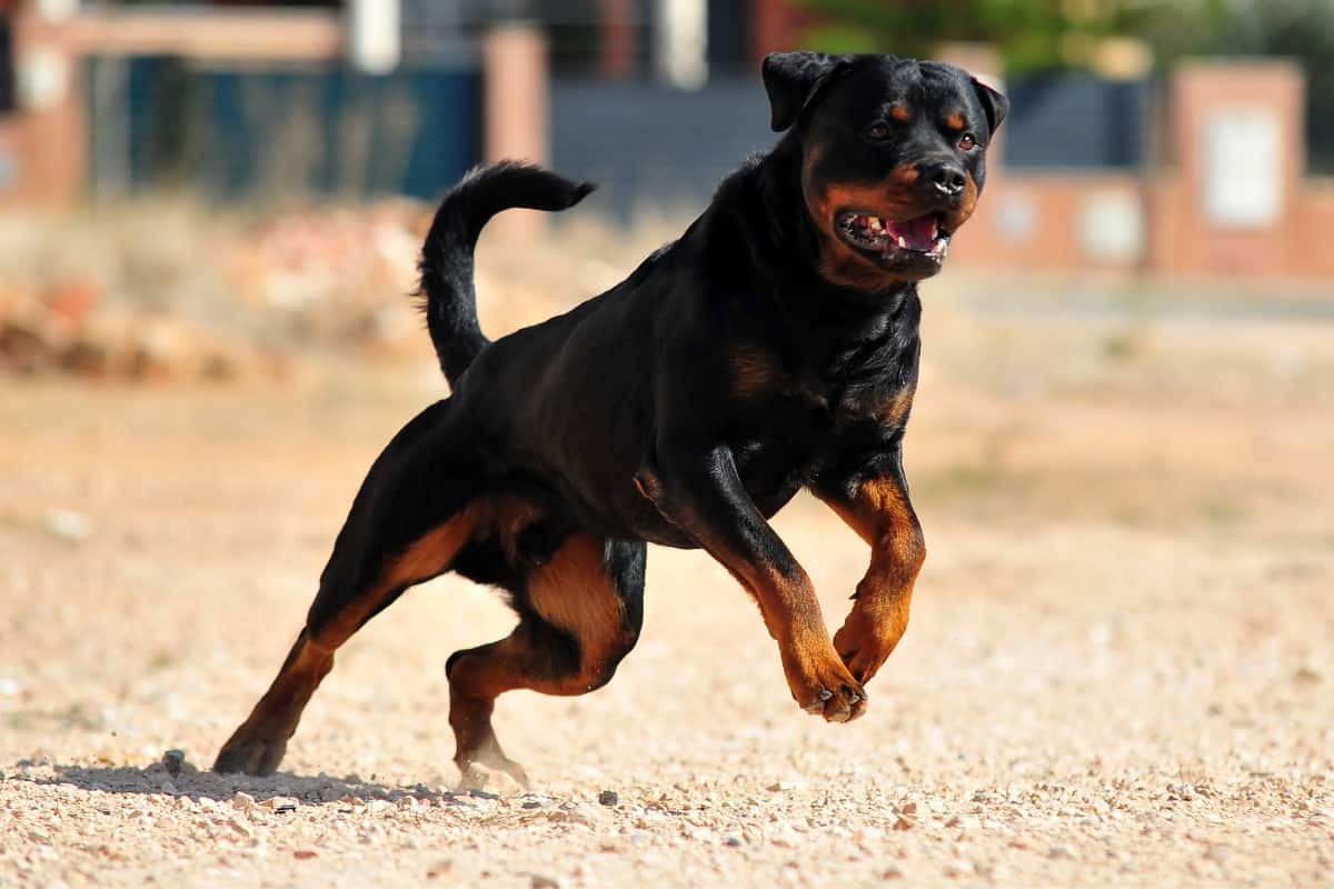 A Rottweiler will be the winner in fight with coyote 
