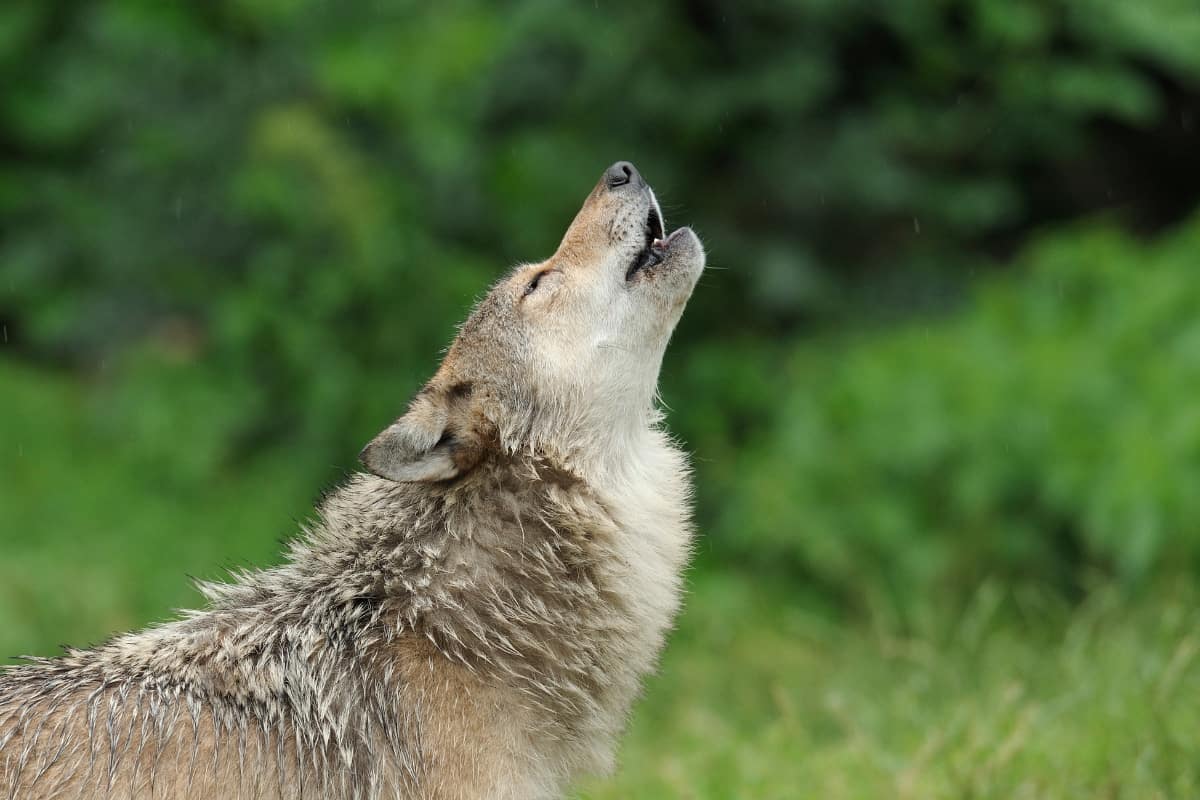 Social behavior of wolves and coyotes