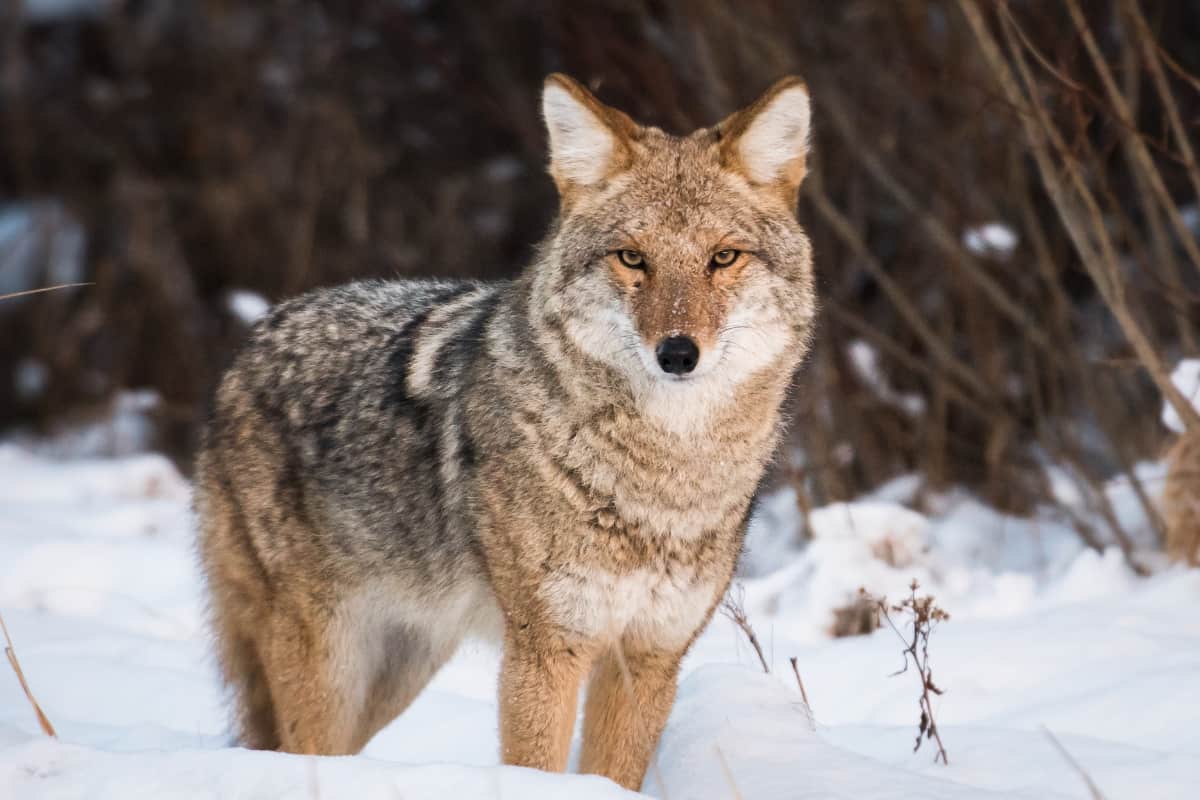 The Coyote's Effect on Human Life