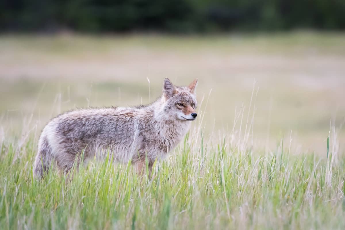 Types of Central United States coyotes