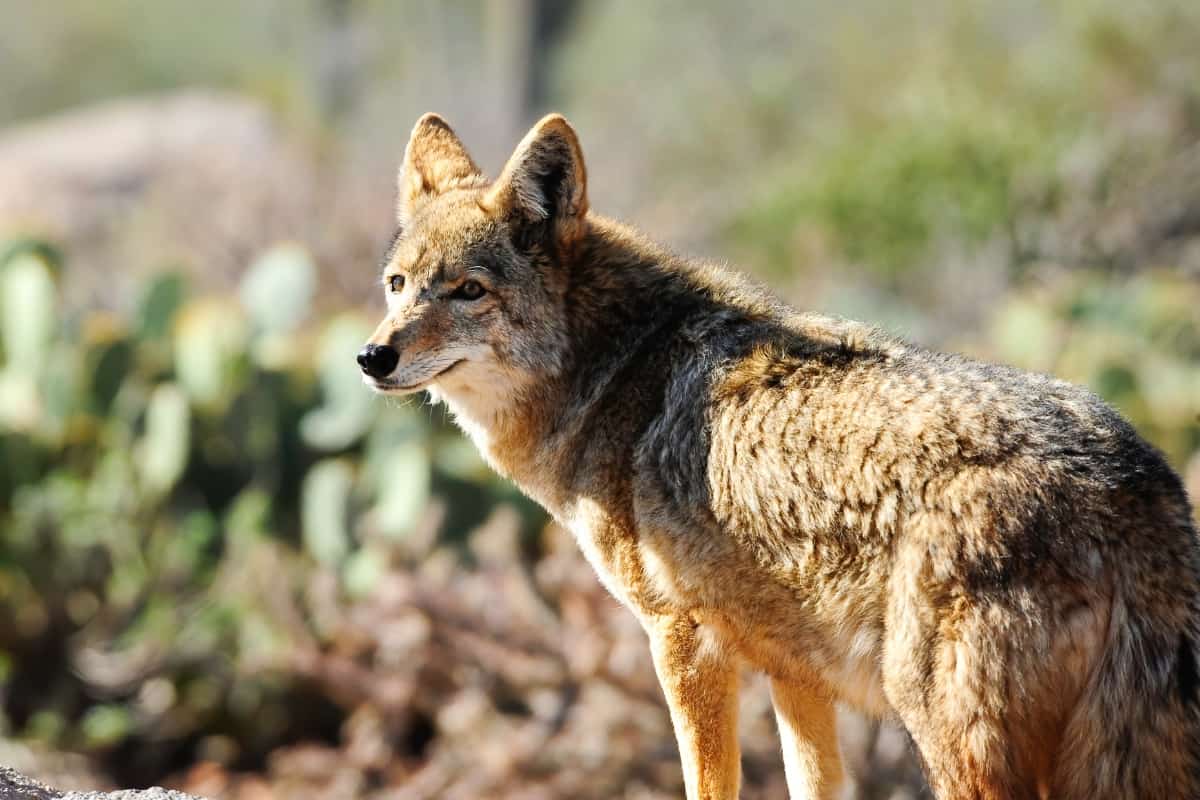 What Represents the Coyote as a Trickster