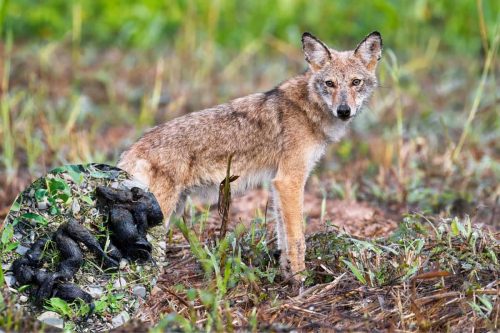 What Does Coyote Poop Look Like? | Coyote Scat Identification