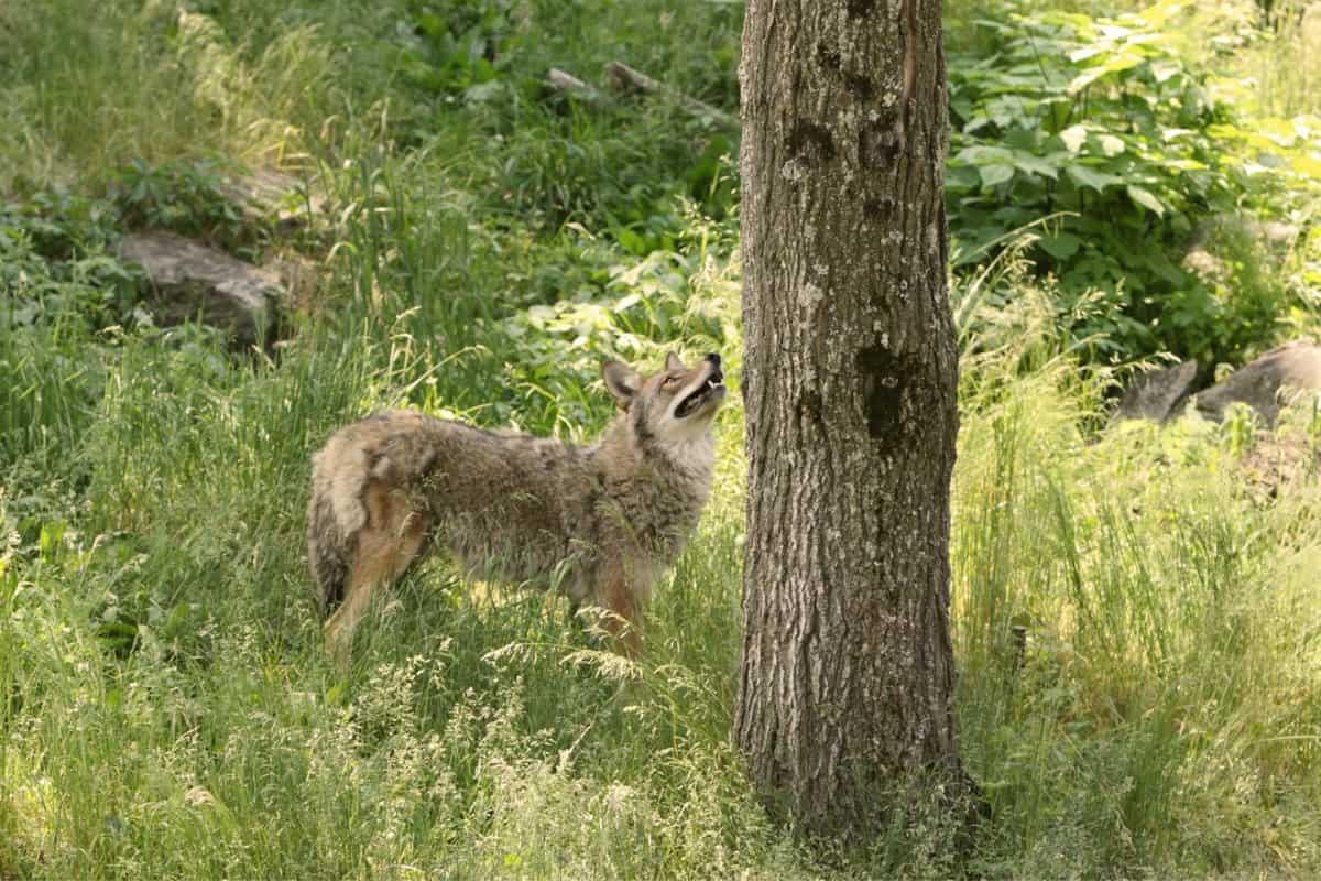 Why do coyotes climb trees?