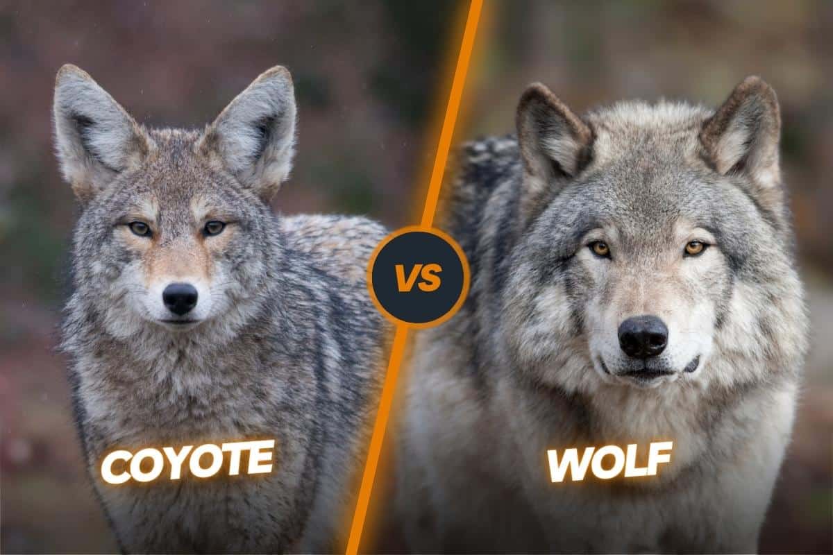 Wolf has bigger and wider face compared to coyote