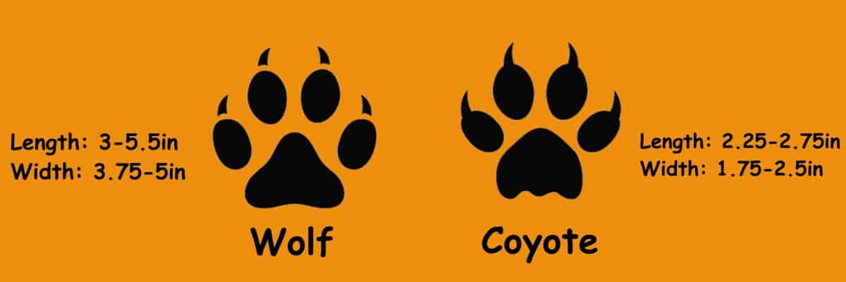 Wolves have larger tracks than coyotes.