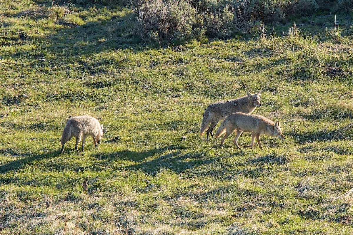 A pack of coyotes can take down a mountain lion.