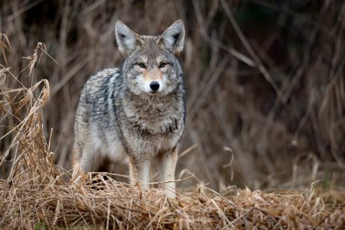 Can Coyotes Be Pets? – The Challenges Of Domestication
