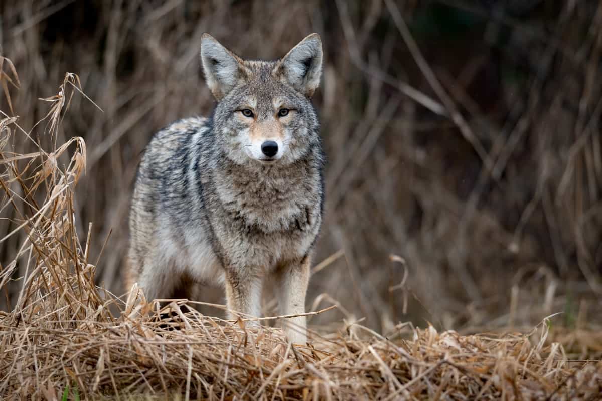 Coyotes belong to the Canidae family while hyenas belong to the Hyaenidae family.