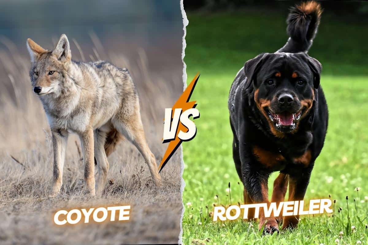 coyote body and Rottweiler body comparison