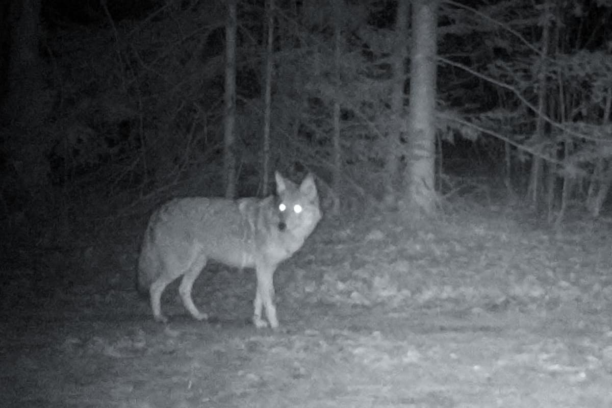 coyote eyes at night can see easily