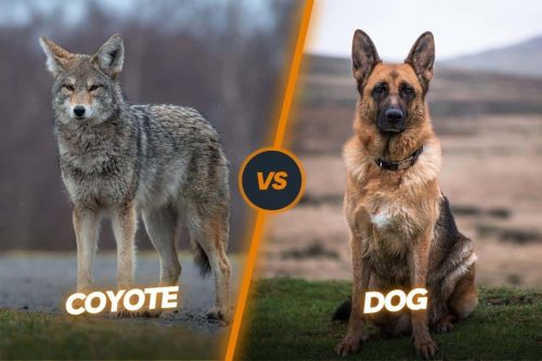 Coyote Vs Dog Differences: Are Coyotes Dogs?
