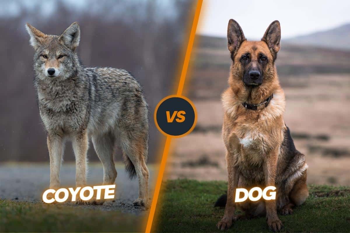 Coyote vs dog, are coyotes dogs?