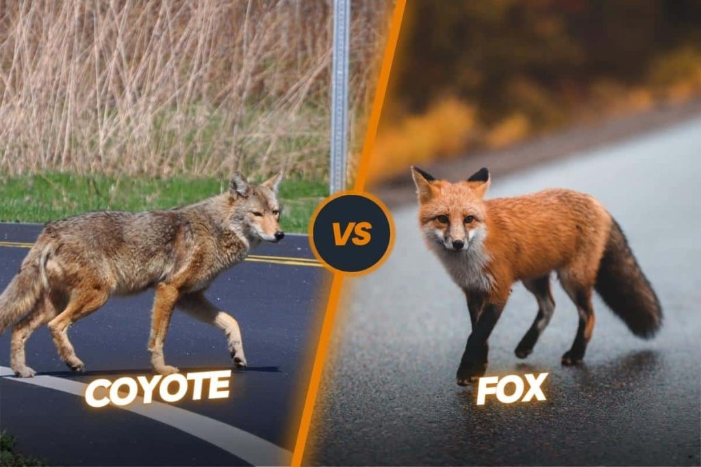 Coyote vs Fox differences