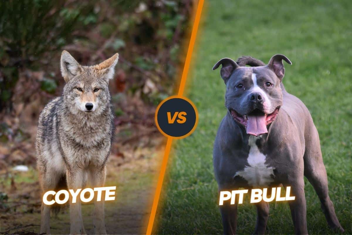 Coyote vs Pitbull