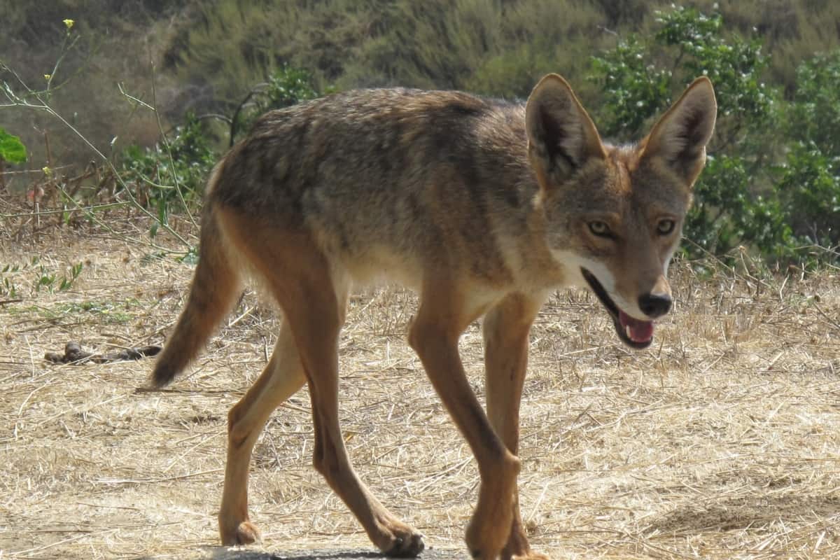 Do coyotes have rabies? Yes Rabid coyotes exist.
