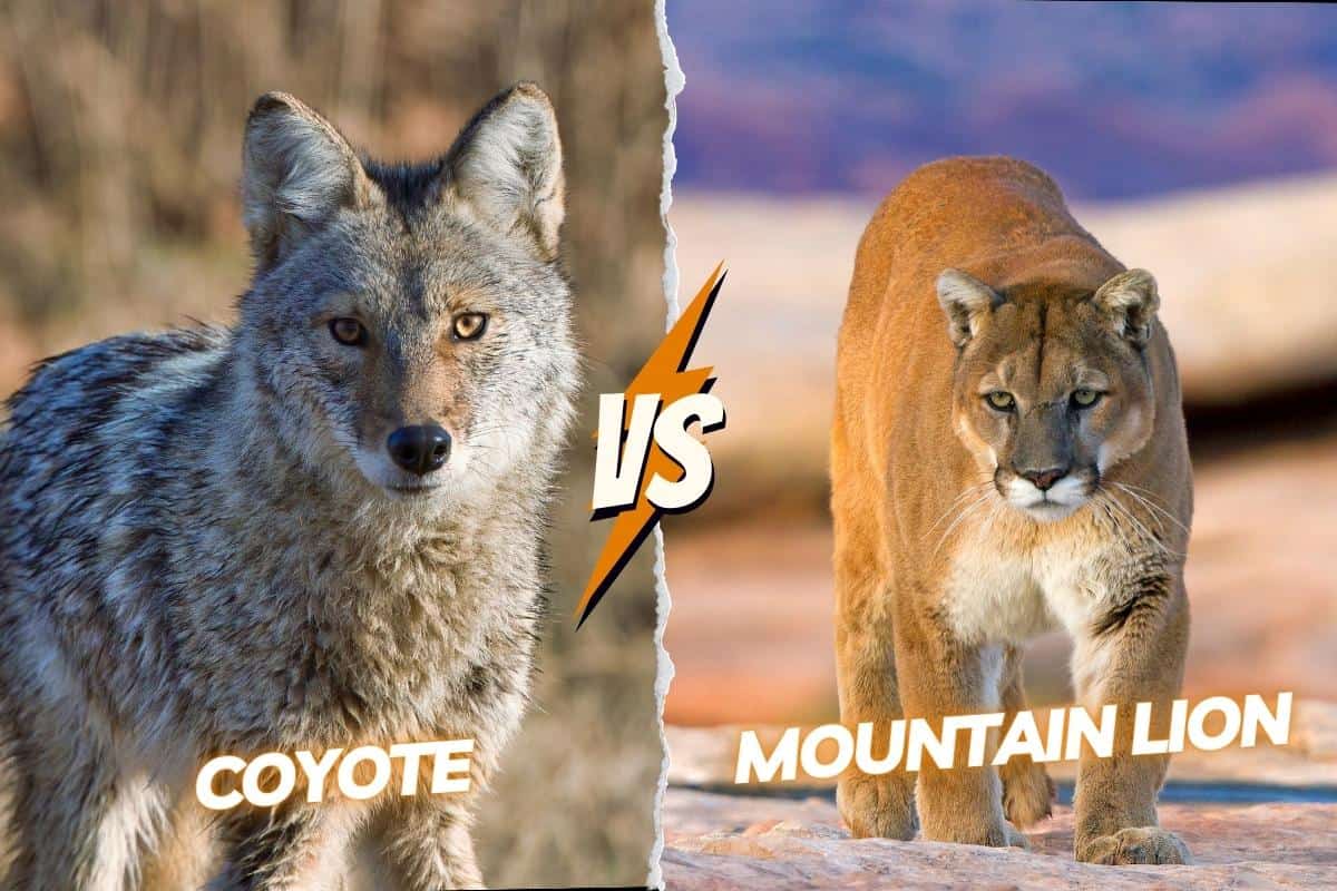 Differences between mountain lions and coyotes