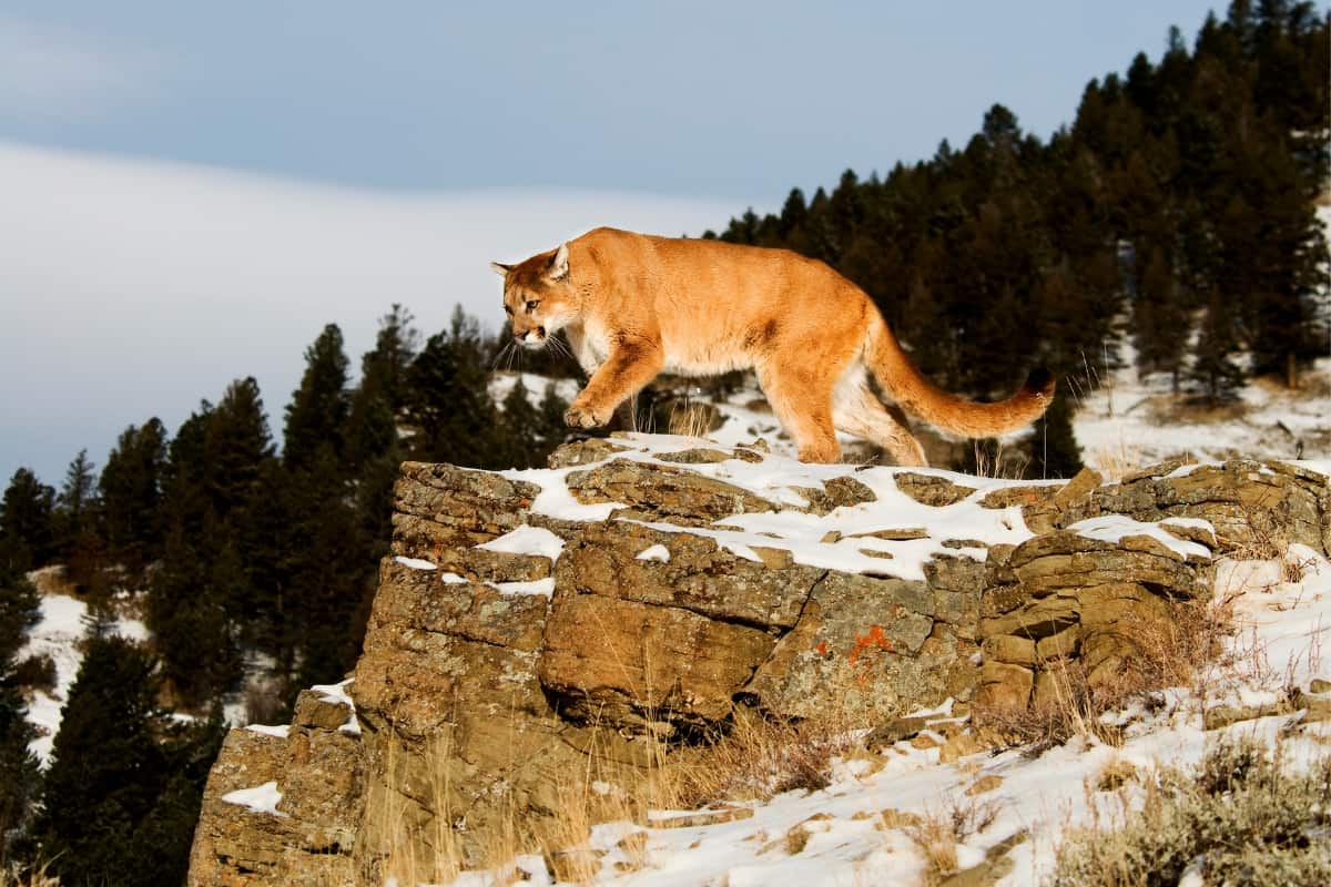 Habitat of the mountain lions