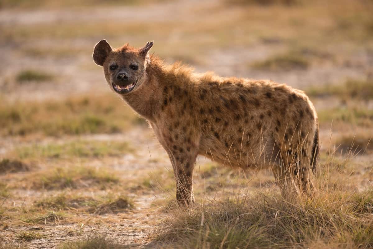 Hyena coat color visible in the national park