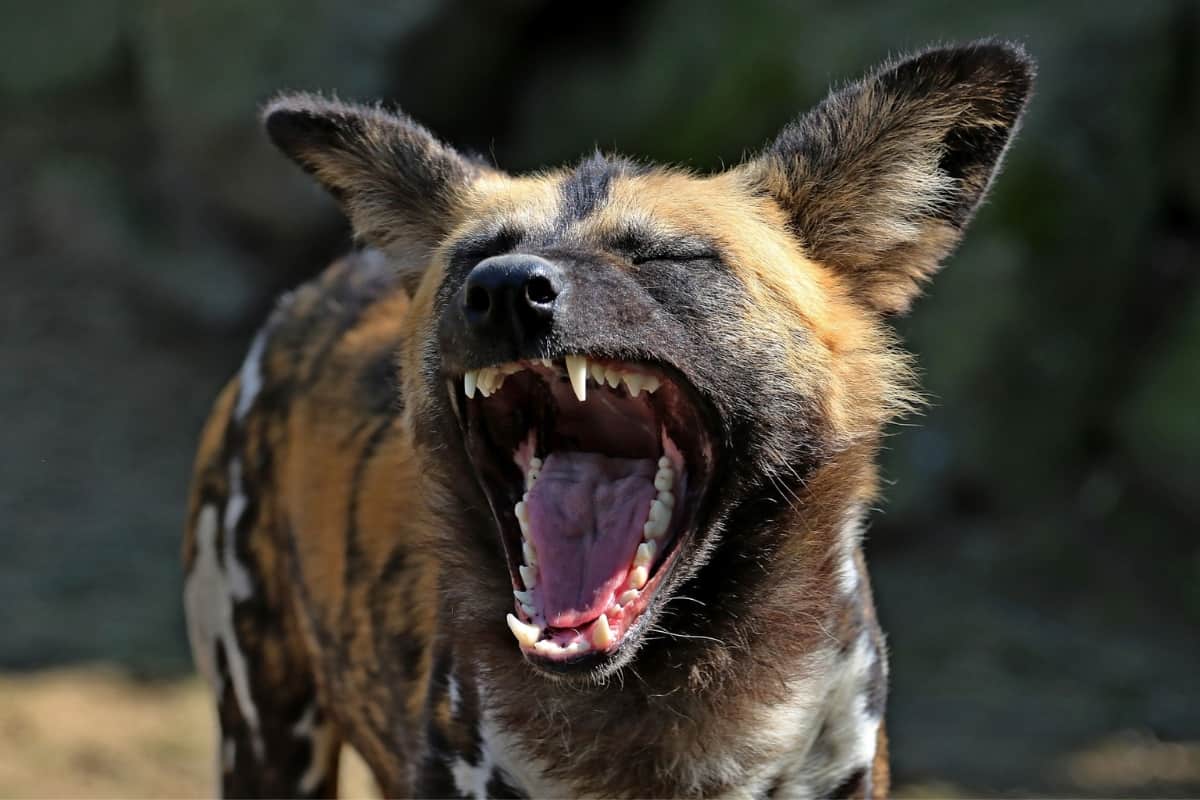 Hyenas have way more powerful bite force than coyotes