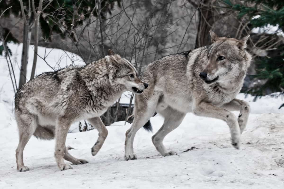 Wolves choose dominant male and female of the pack for breeding.