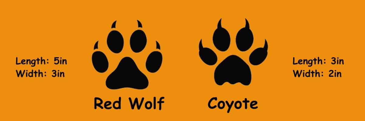 red wolf vs coyote paw size