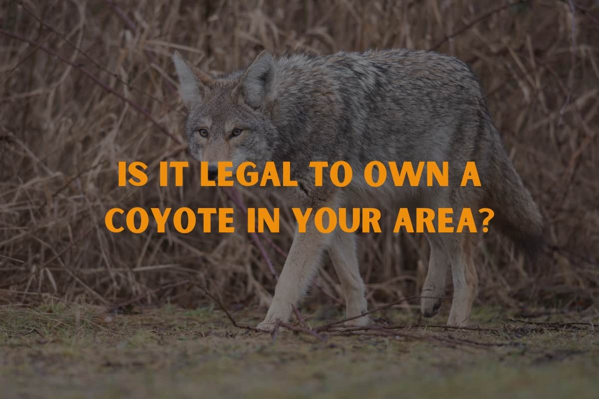 Requirements for coyotes to be domesticated