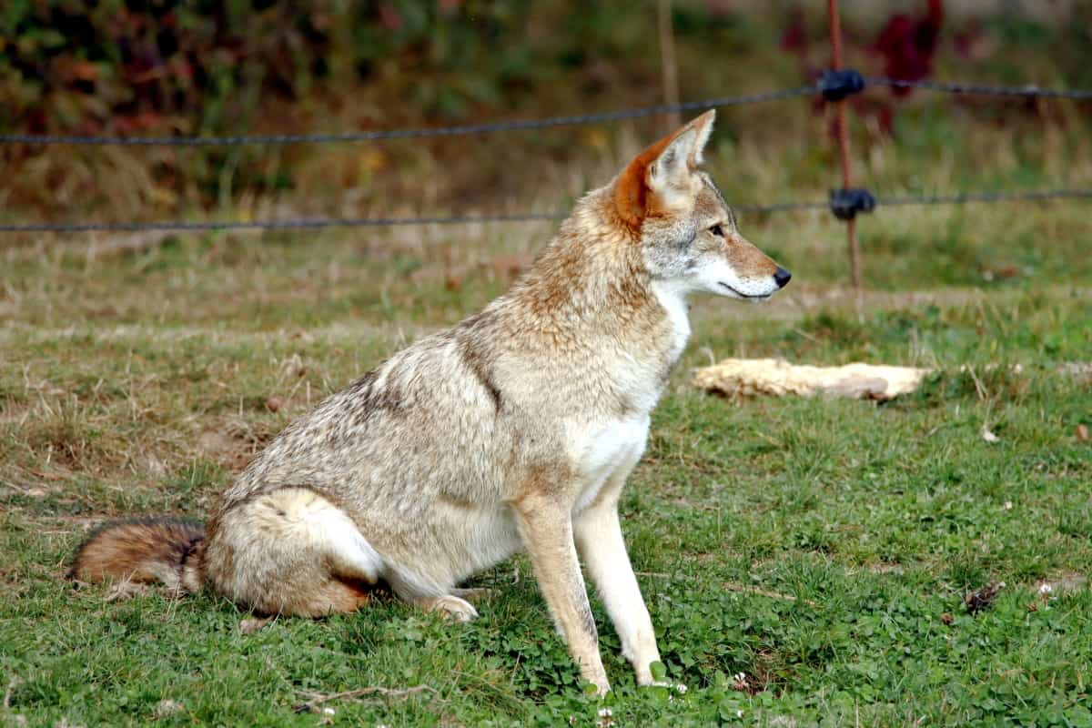 The Impact of Coyotes Diseases Spread