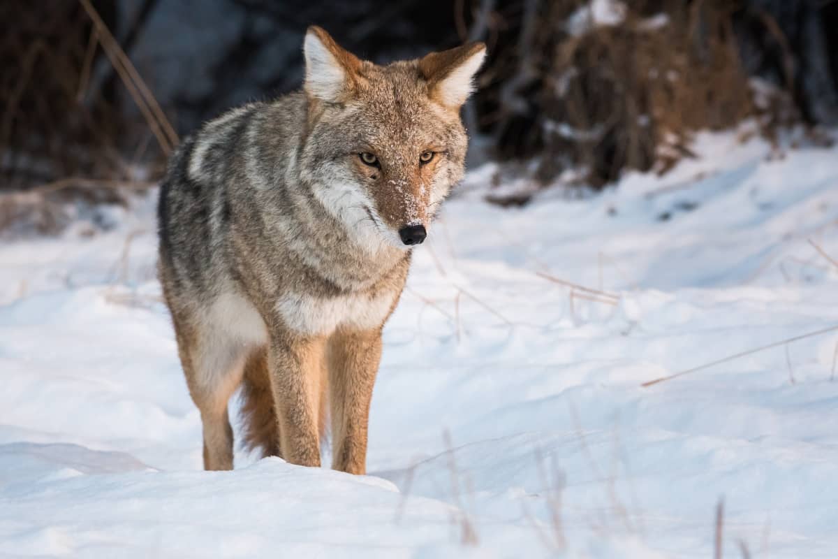 what does it mean when you see a coyote