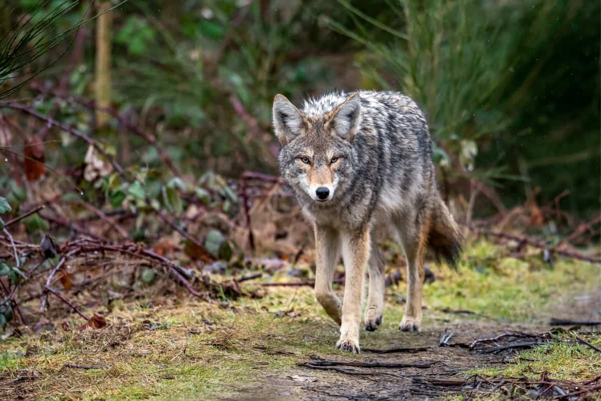When are coyotes most active?