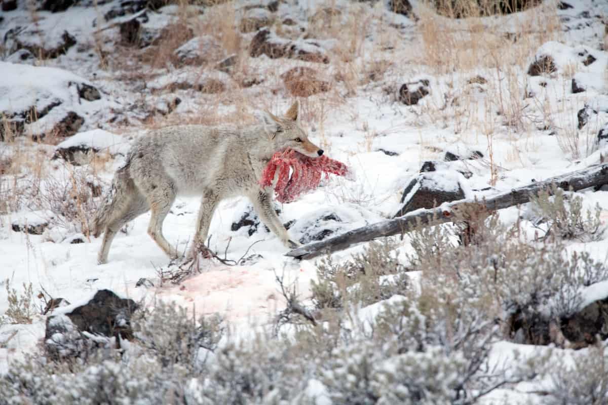 Yes, coyotes are carnivores.