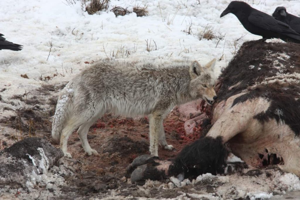 Coyote eating elk carcass 
