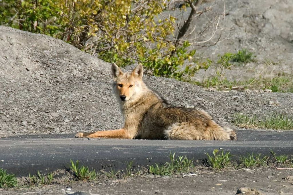 Are coyotes going to leave New York City?