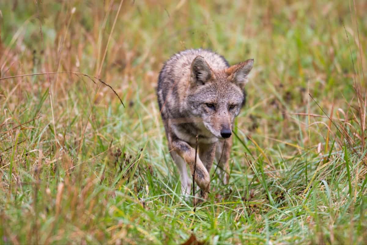 Awareness for Tennessee Coyote Sighting