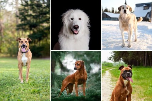 Best Dogs To Protect Against Coyotes