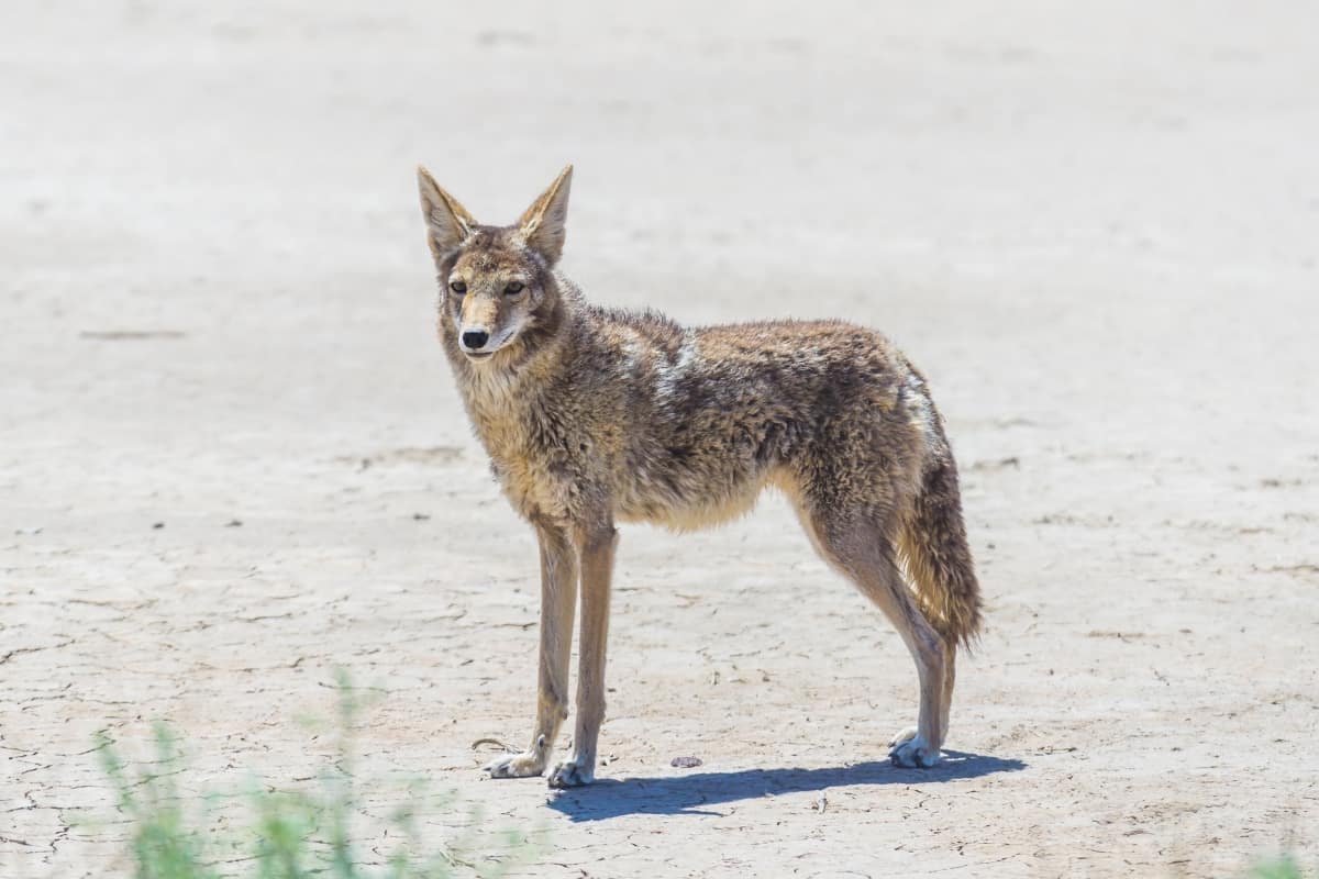 Coyote Adaptations in the Desert