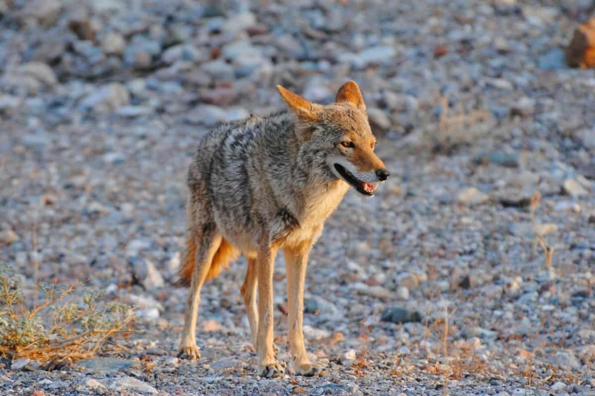 Coyote Management in NJ