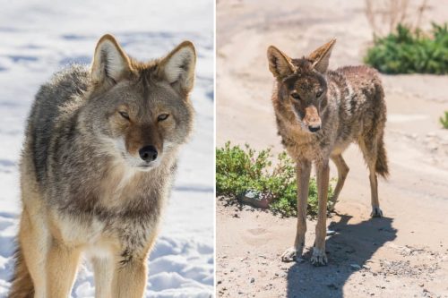 Coyote Adaptations from Desert To Urban Areas