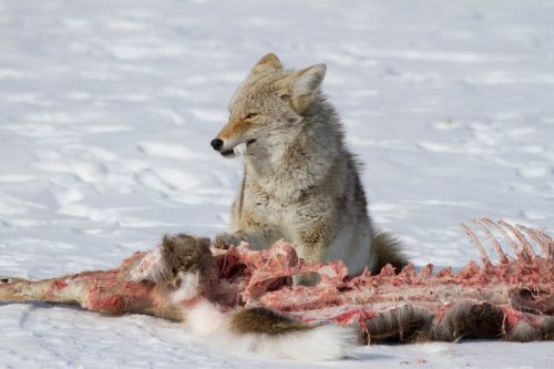 Coyote diet What do coyotes eat