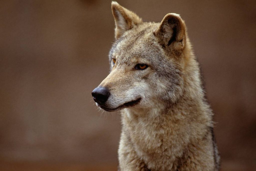 A portrait of coyote showing its sensory adaptations